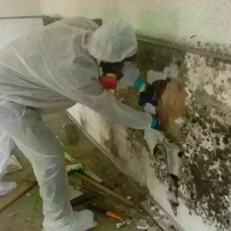 Mold Remediation and Removal in Bridgeport, IL